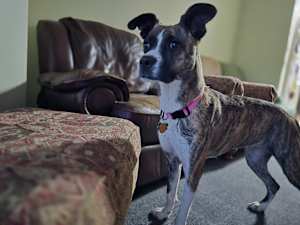 Lily - Photo 2