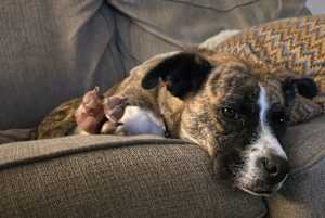 Lily - Photo 3