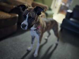 Lily - Photo 4