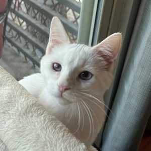 Francis - Photo 1