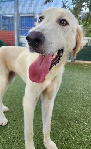 Jasper - Photo 3