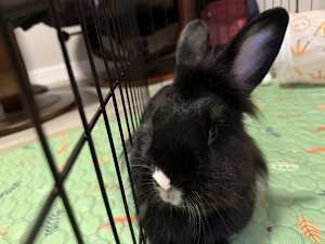 Smudge - Photo 4