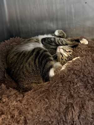Sigourney (petco) - Photo 2