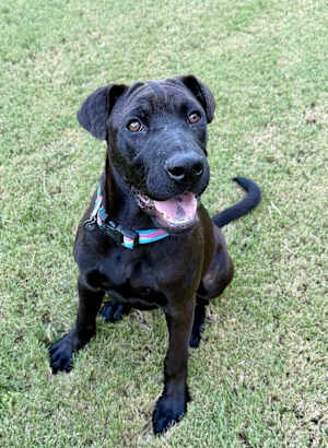 Shade~adopted! - Photo 1
