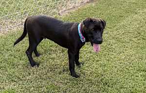 Shade~adopted! - Photo 4