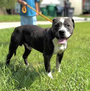 BUBBA - Photo 1