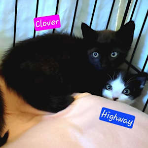 Clover - Photo 1