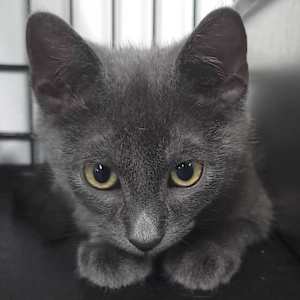 Zeus - Photo 1