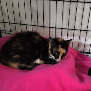 Callie - Photo 1