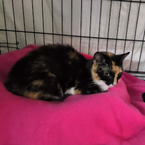 Callie - Photo 2