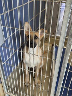Max - Photo 1