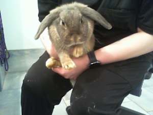 CHICHI - Photo 1