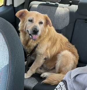 Reggie - Photo 1
