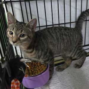 Mushi - Photo 1