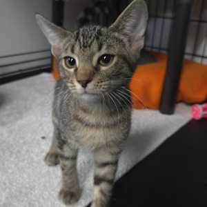 Ollie - Photo 1