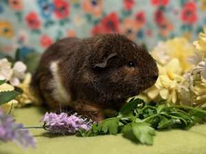 Chocolate chip - Photo 1