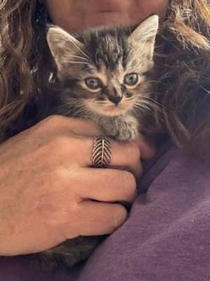 BELLA - Photo 1
