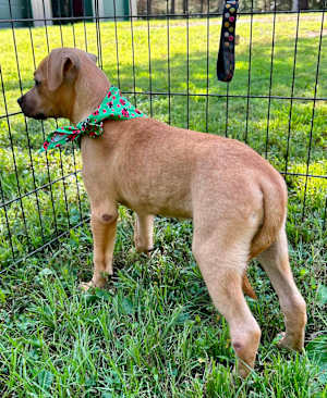 Mirabel~adopted! - Photo 2