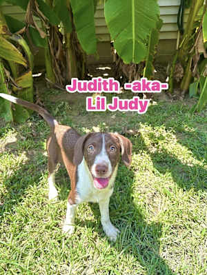 Lil Judy - Photo 1