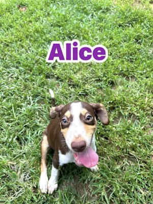 Alice - Photo 1