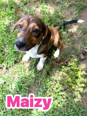 Maizy - Photo 1
