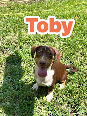 Toby - Photo 1