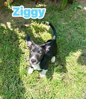 Ziggy~adopted! - Photo 1