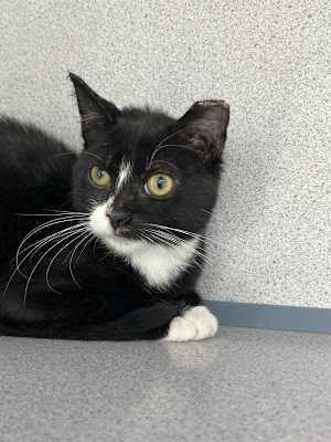 Ada - Photo 3