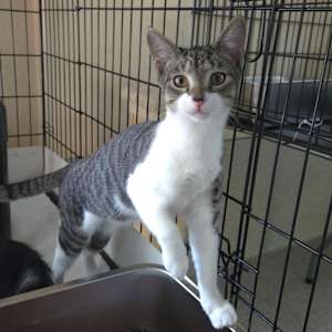 Tippy - Photo 1