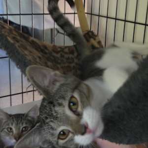 Tippy - Photo 2