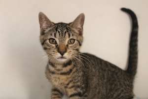 Cheech - Photo 3