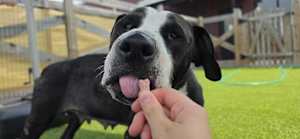 Peppercorn - Photo 2