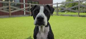 Peppercorn - Photo 3