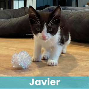 Javier - Photo 1