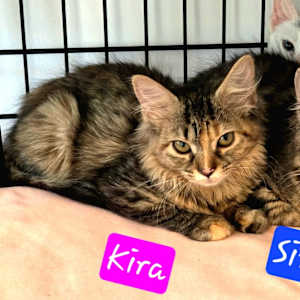 Kira - Photo 1