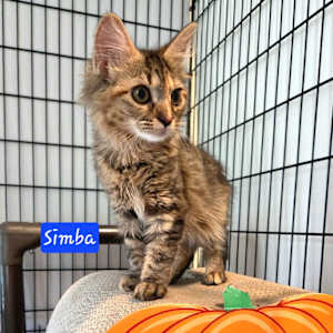 Simba - Photo 1