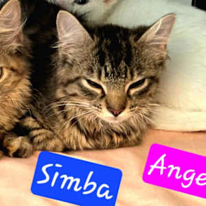 Simba - Photo 2