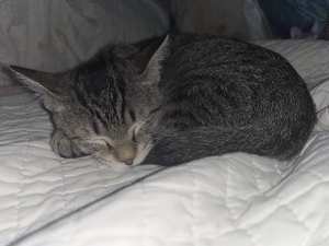 Athena - Photo 3