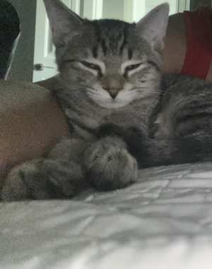 Athena - Photo 4