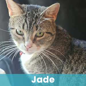 Jade - Photo 1