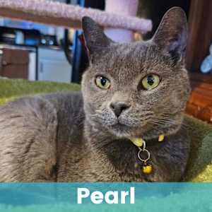 Pearl - Photo 1