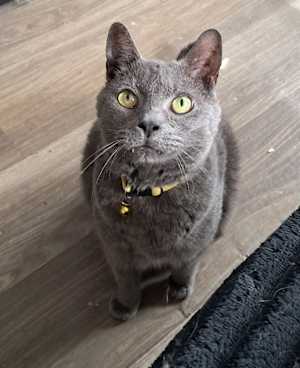 Pearl - Photo 2