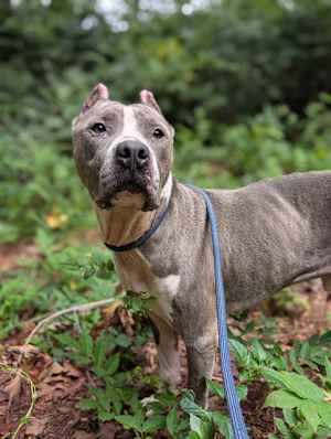 FERDINAND - Photo 1