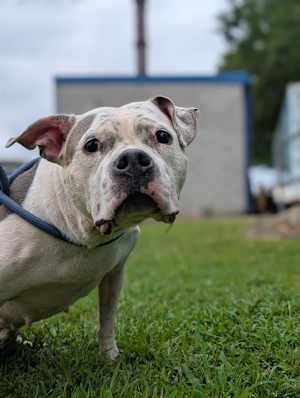 BESSIE - Photo 1