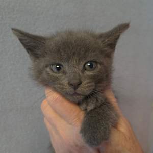 Selina's kitten Kumbia - Photo 1