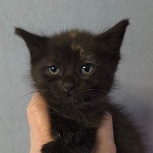 Selina's kitten Shakira - Photo 1
