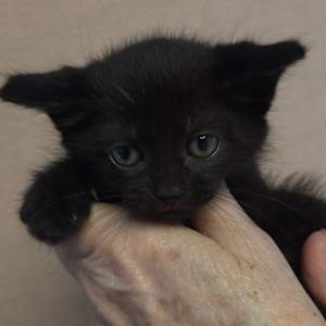 Selina's kitten Gloria - Photo 1
