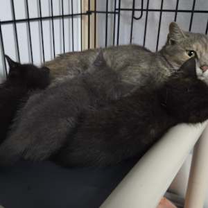 Selina's kitten Shakira - Photo 2
