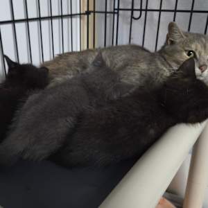 Selina's kitten Gloria - Photo 2