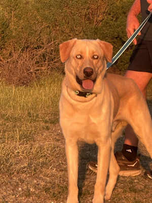 Lucky Weston - Photo 4